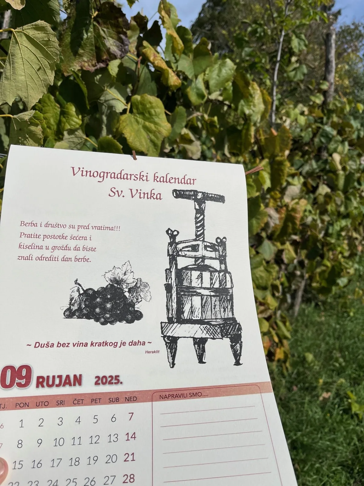 zidni vinogradarski kalendar sv. vinka - slika 11