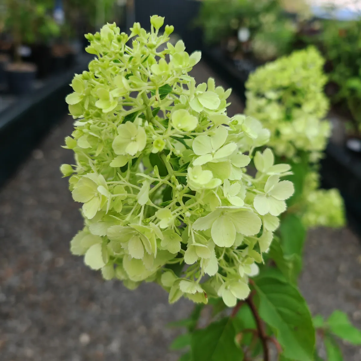 hydrangea paniculata /stablašica - slika 3