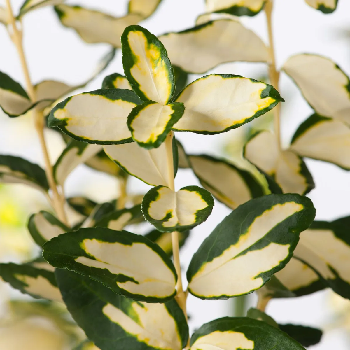 EUONYMUS FOR. “Blondy” - Nurkovac, Brestovac