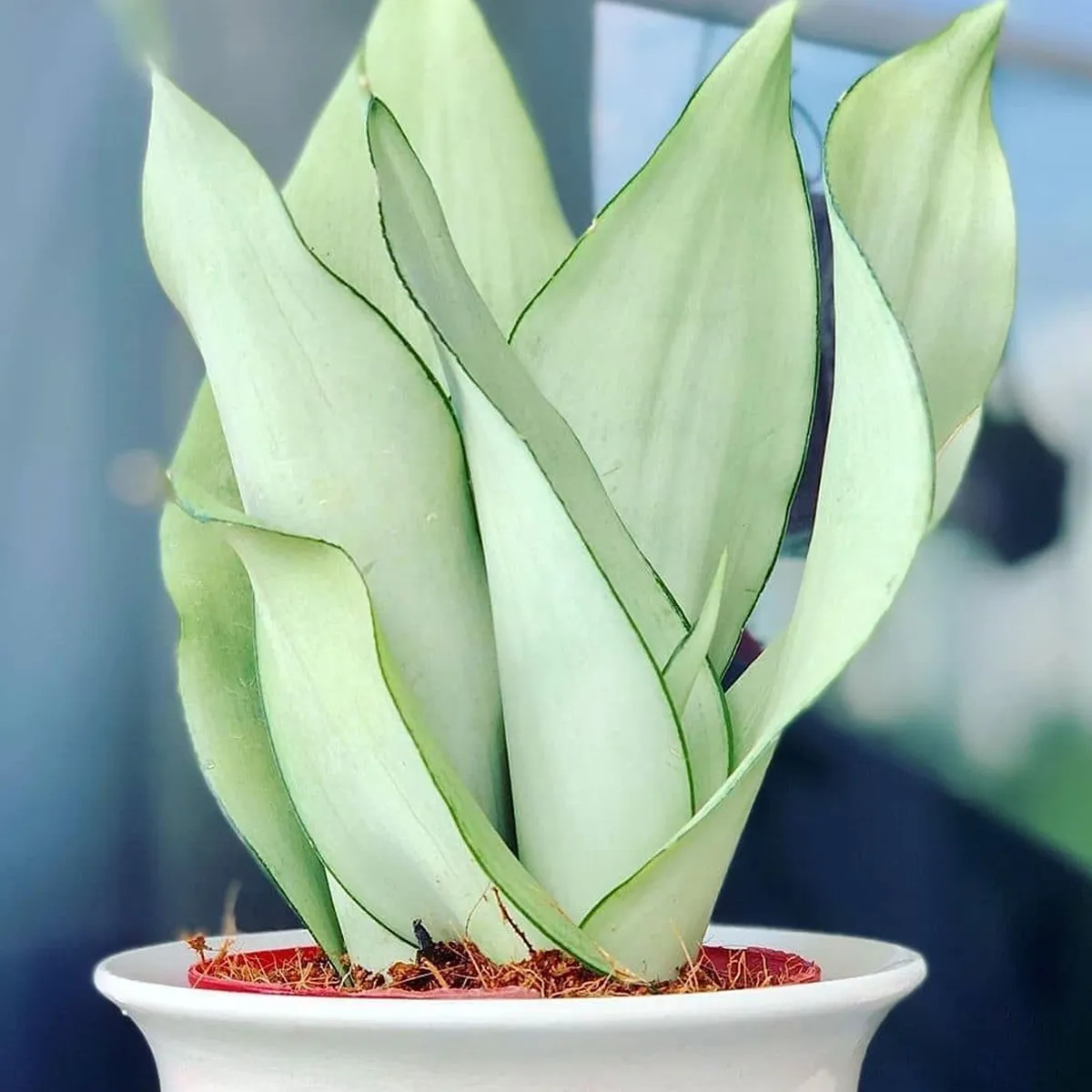 sansevieria trif. “moonshine” - slika 4