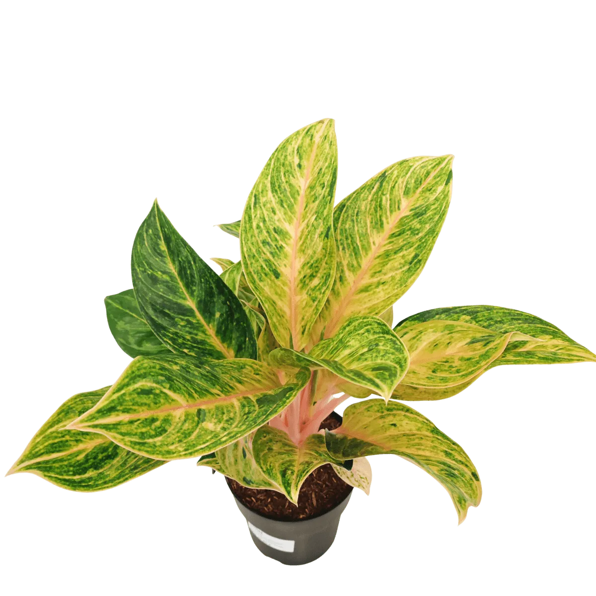 aglaonema - sobno cvijeće - slika 6