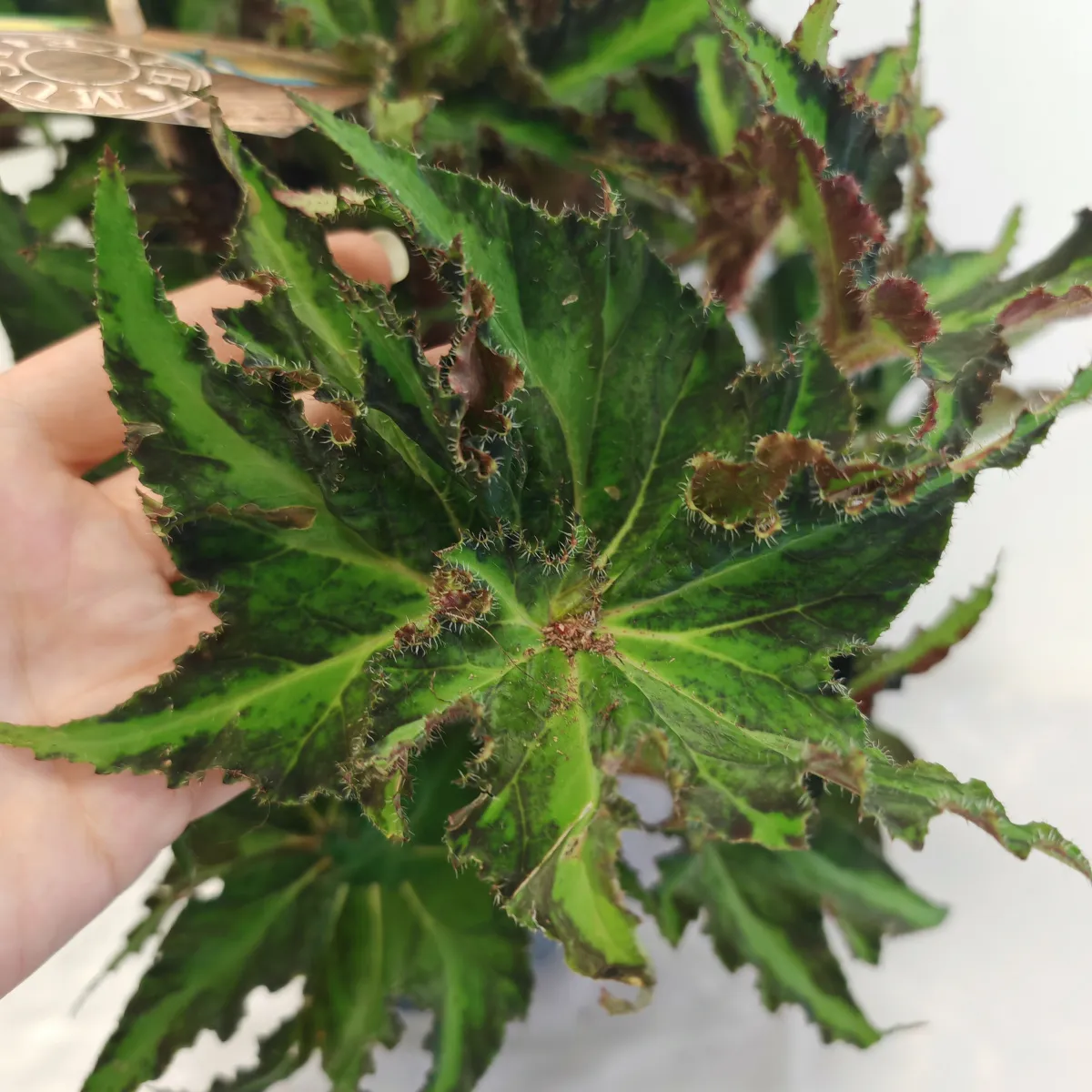 begonia fo “rex liondance” - slika 4