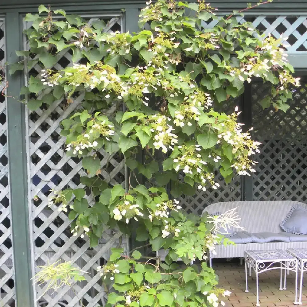 schizophragma h. “roseum” - slika 2
