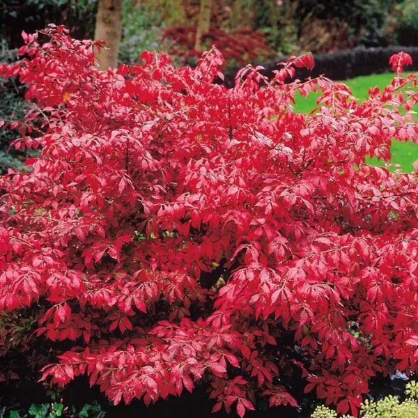 euonymus al.”compactus” - slika 2