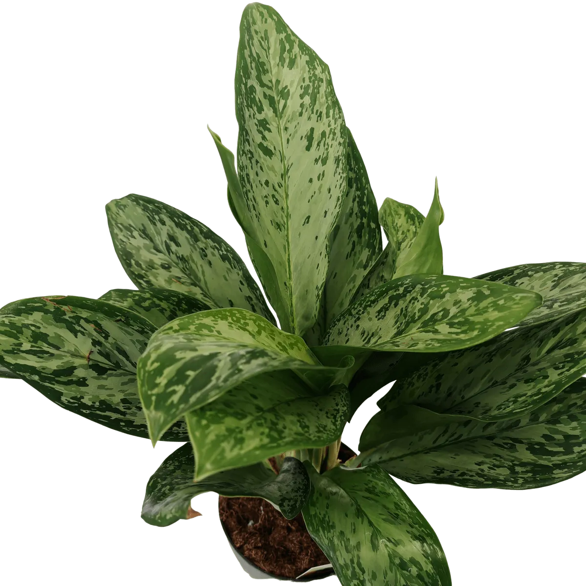 aglaonema “greenlight” - slika 2
