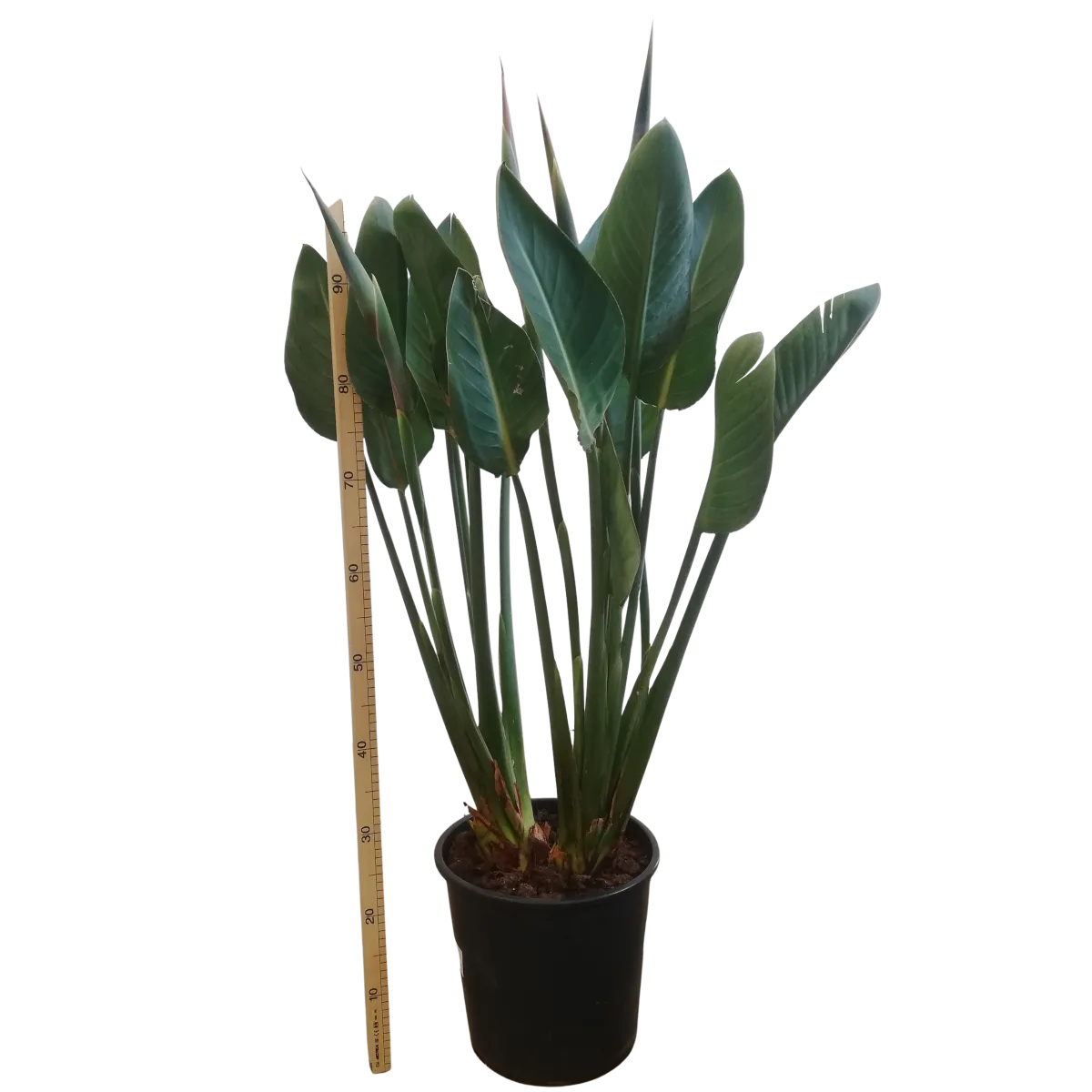 strelitzia “reginae” - slika 4