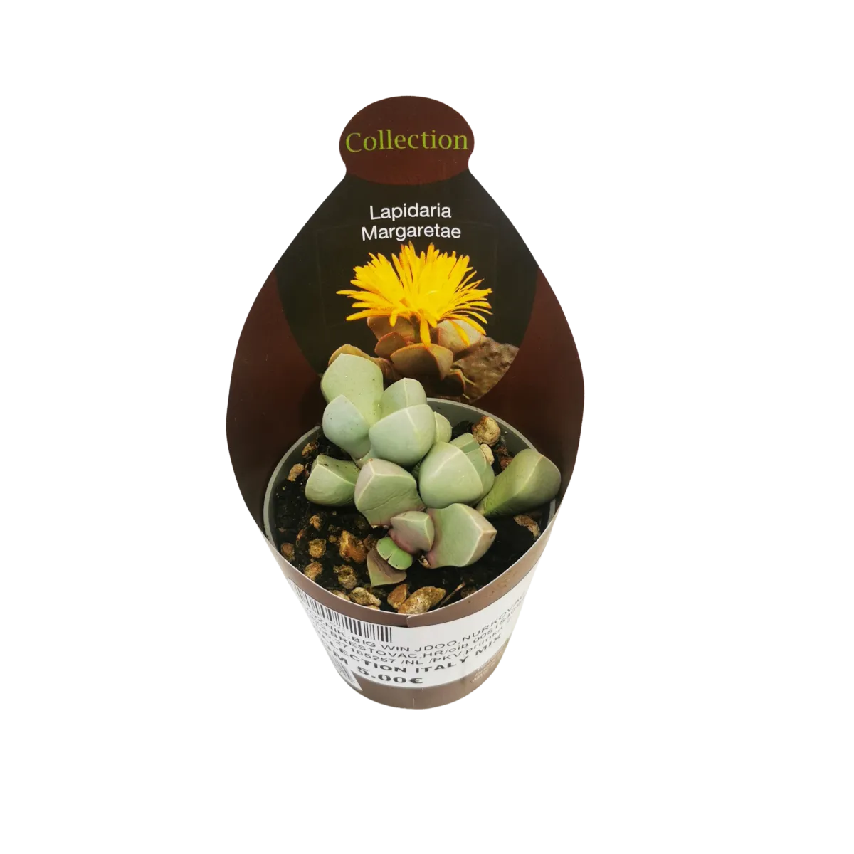 Lapidaria Margaretae - Brestovac