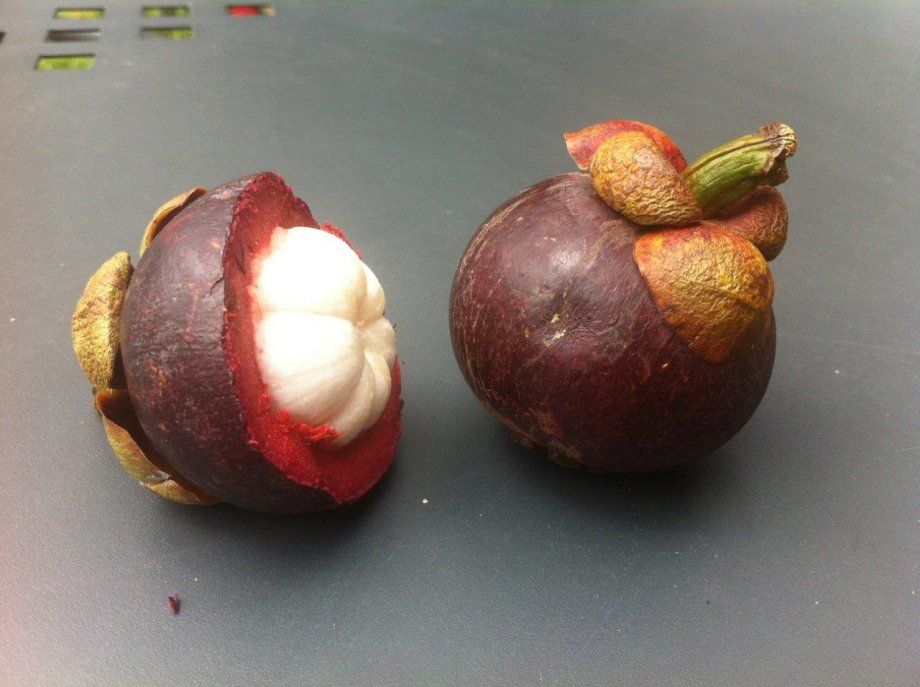 Mangosteen - Donja Bistra, Bistra