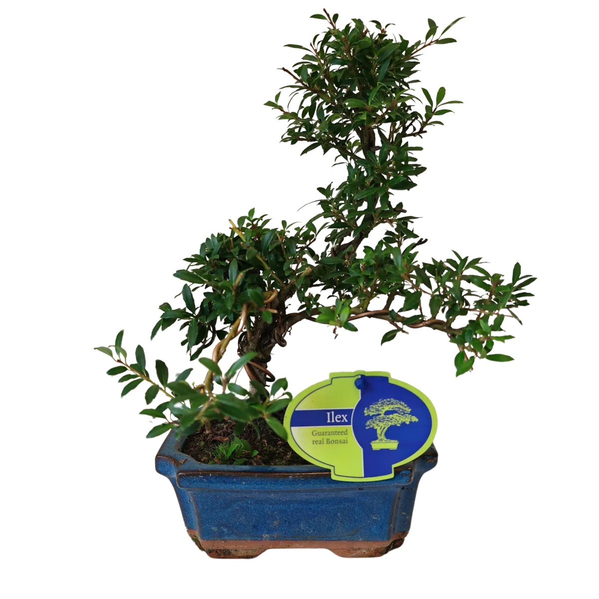 bonsai vanjski “ilex” - slika 5