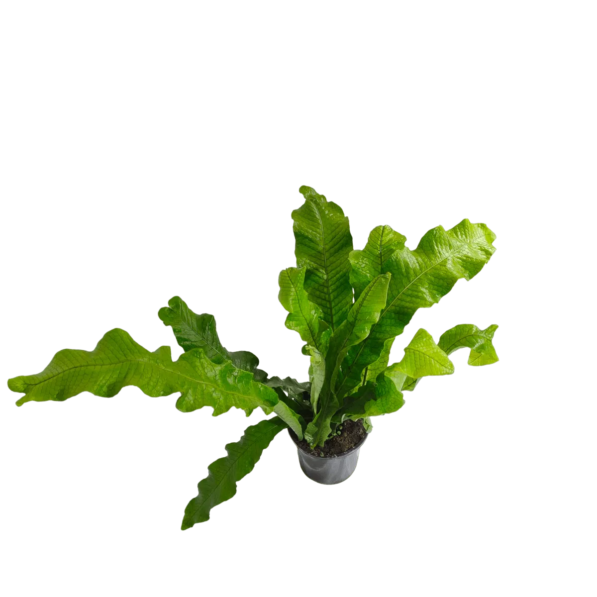 microsorum mu. “crocodyllus” - slika 2