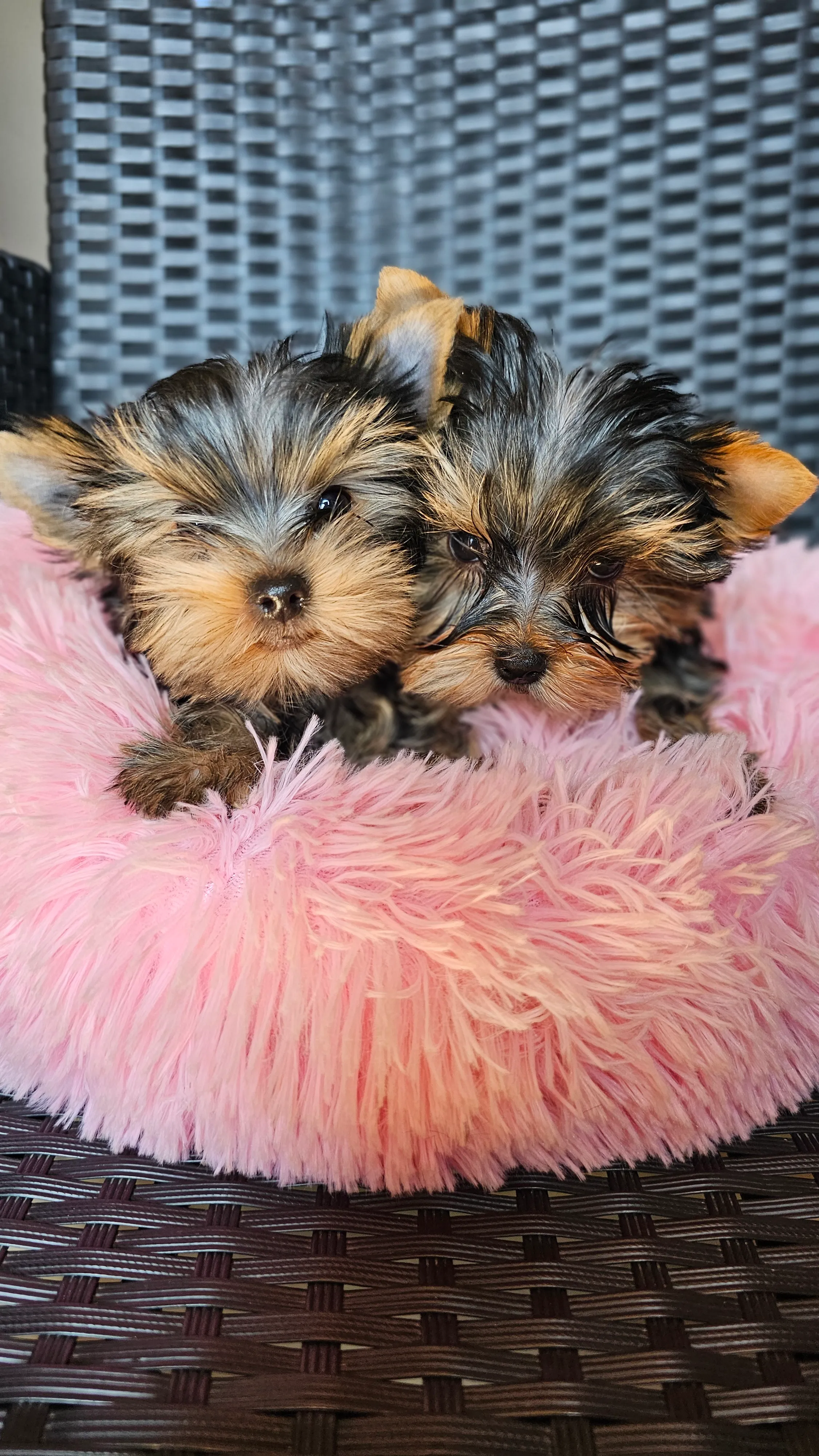 yorkshire terrier jorkširski terijer yorkie jorki - slika 4