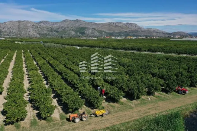 nasad limuna, 400 stabala na 5700m2 - slika 2