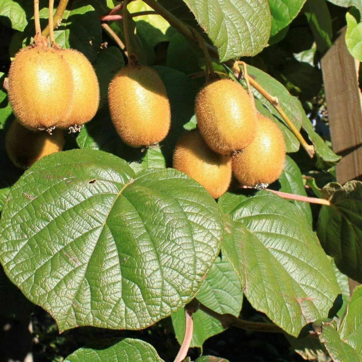 actinidia d. “jenny” kiwi - slika 3