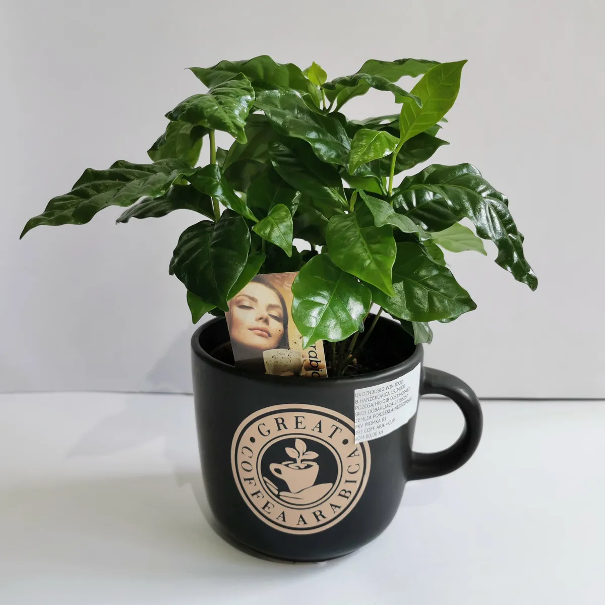 coffee arabica “nana” - slika 6