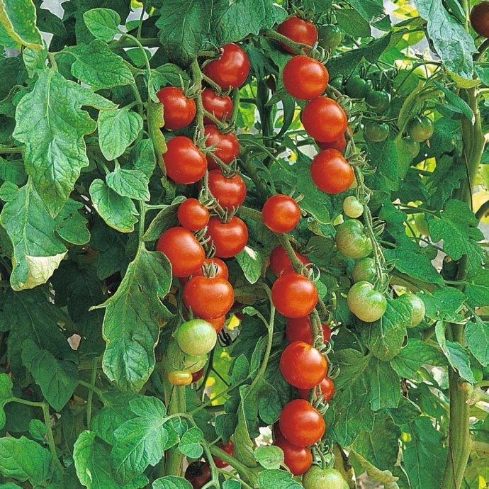 mini rajčica (cherry) - slika 2
