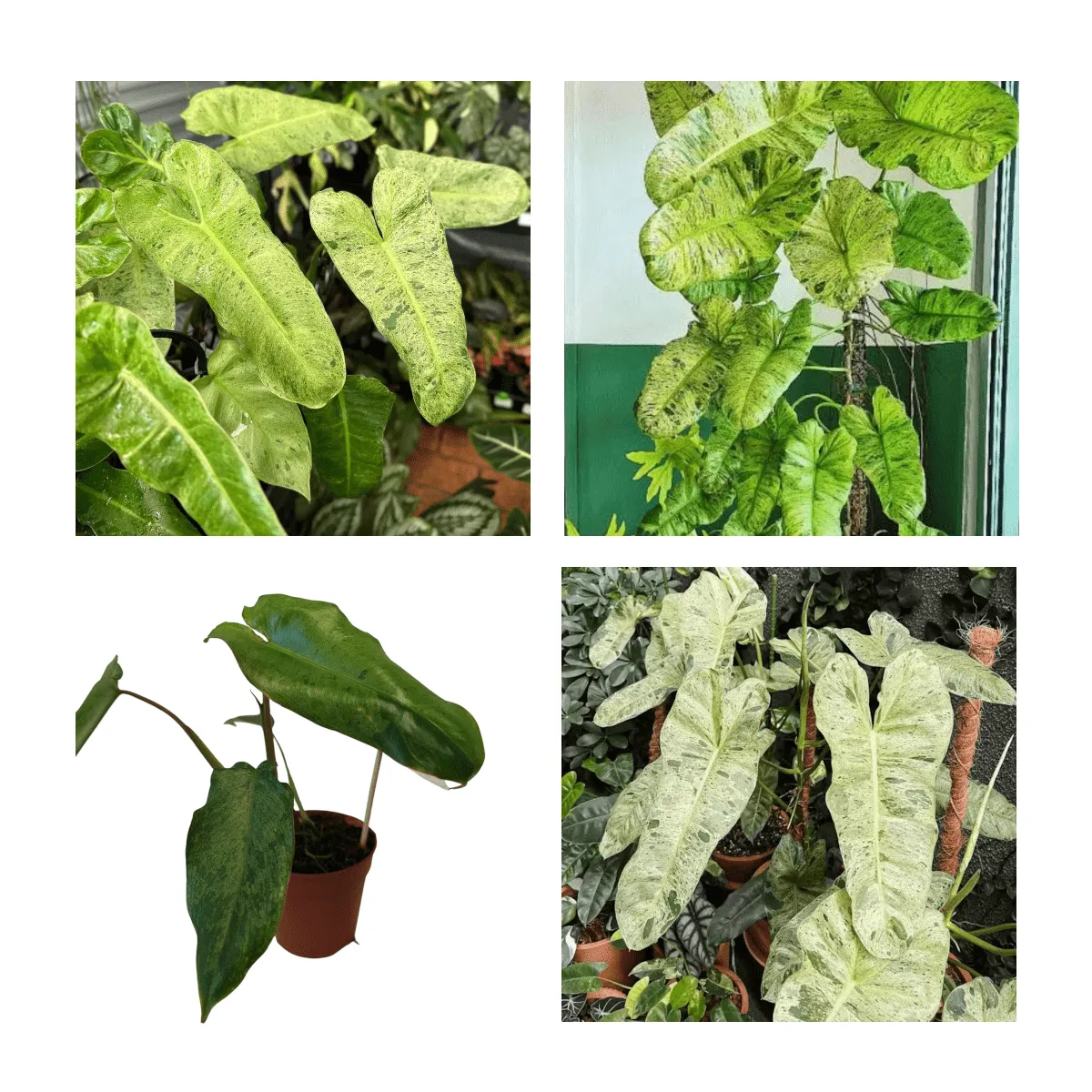 PHILODENDRON “Paraiso Verde” - Brestovac