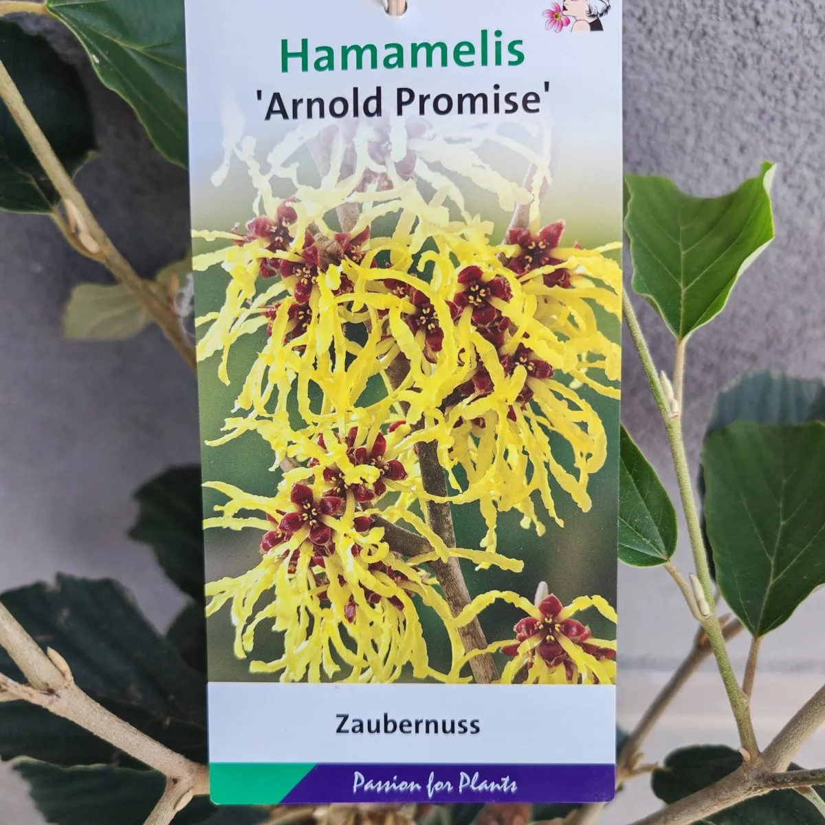 hamamelis int. “arnold promise” - slika 3
