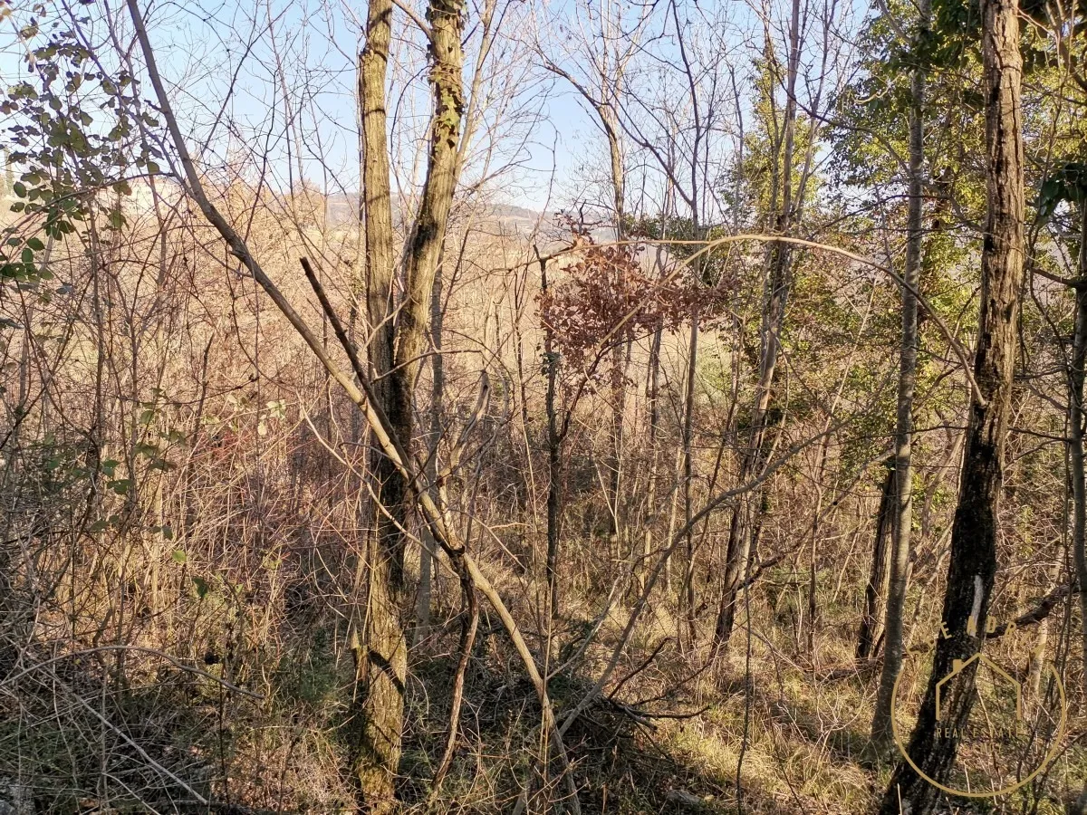 velika šuma sa ruševinom - slika 4