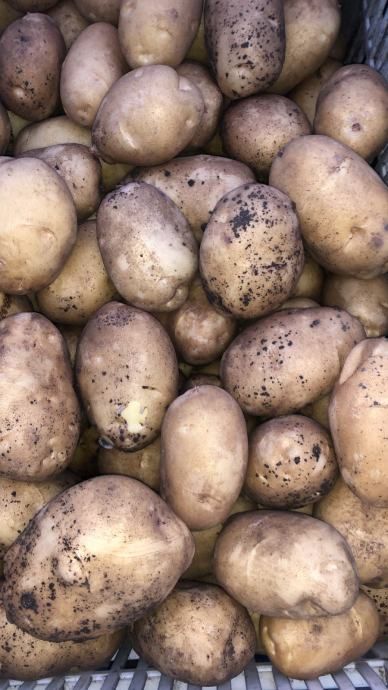 mladi krumpir 0.93e /kg - slika 2