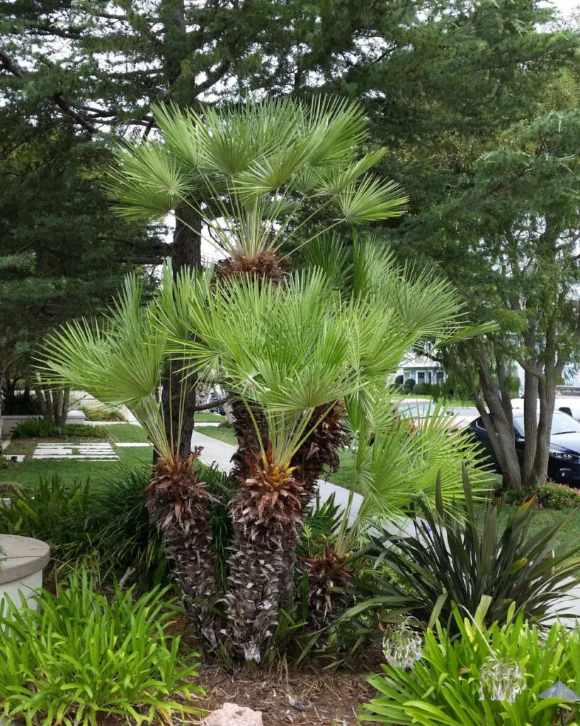 Chamaerops Humilis - Nurkovac, Brestovac