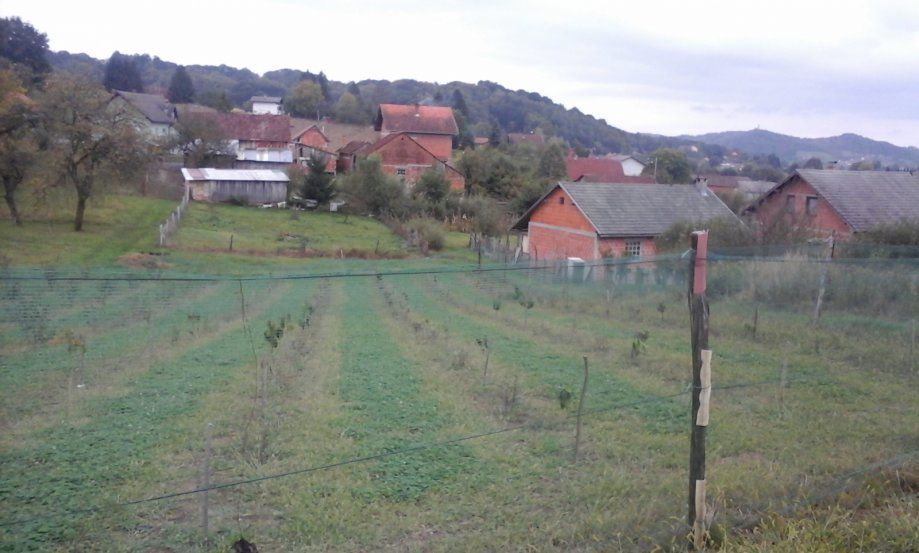 mongolska borovnica 1 godišnja sadnica - slika 2