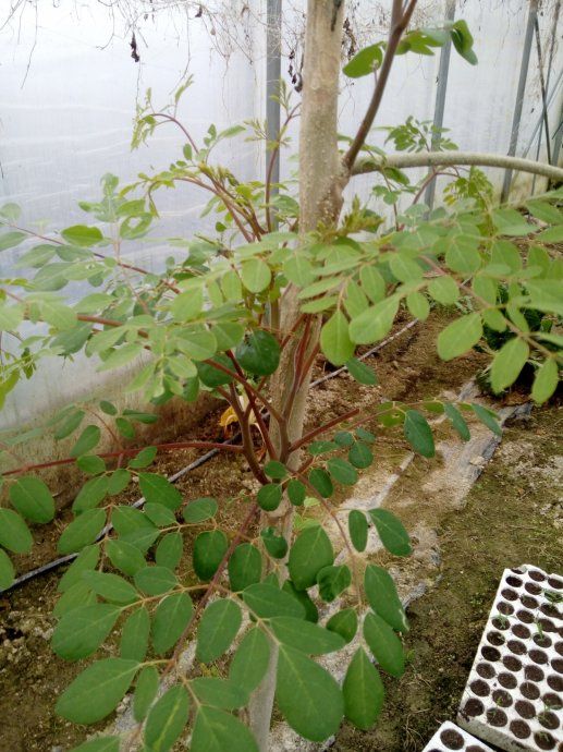 MORINGA sadnica