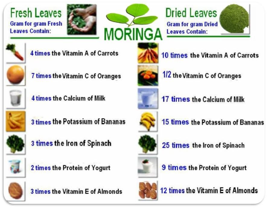 Moringa TREE