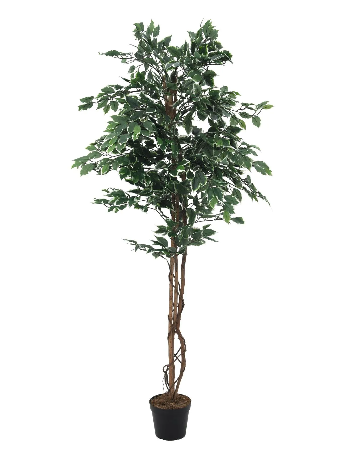 EUROPALMS Variegated Ficus, 240cm - Križevci