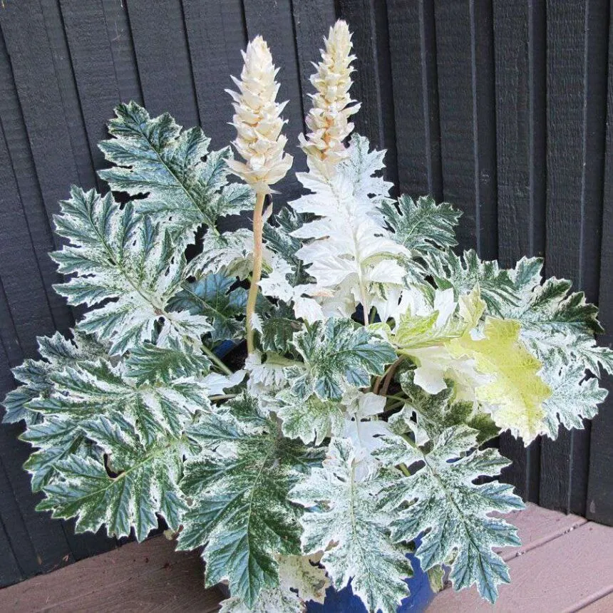 ACANTHUS M. “White Water” - Nurkovac, Brestovac