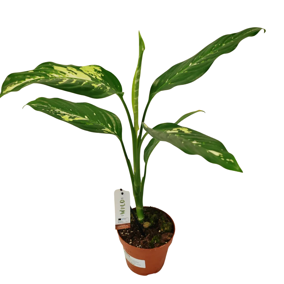dieffenbachia “yellow star” - slika 2