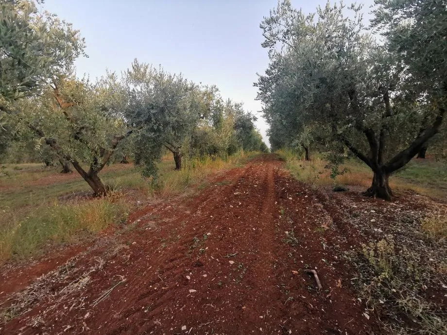Vabriga-Lanterna-Maslinik Na Prodaji - Vabriga, Tar-Vabriga