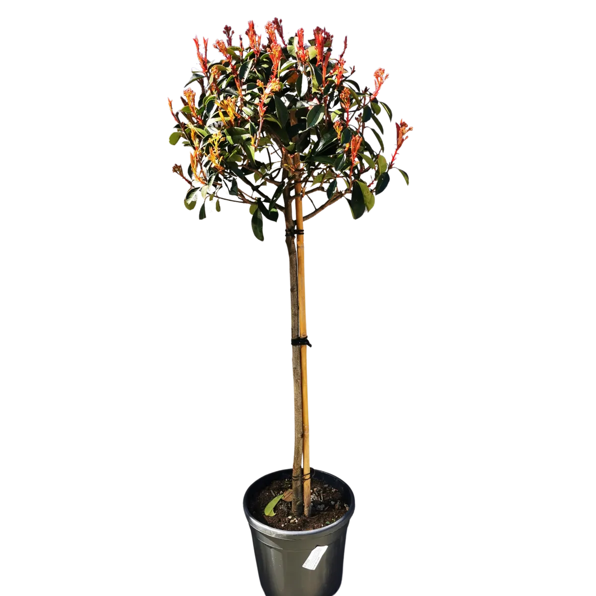 photinia fr. “r.robin”na štapu - slika 2