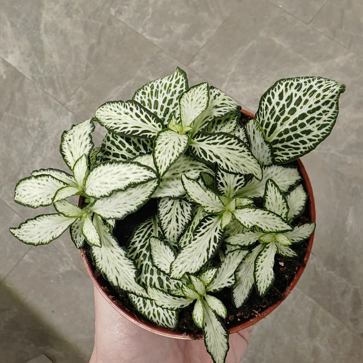 fittonia verschaffeltii - slika 10