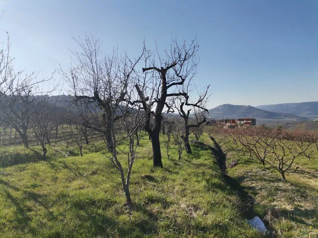 građevinsko zemljište 3306m2 sa pogledom na motovun - slika 2
