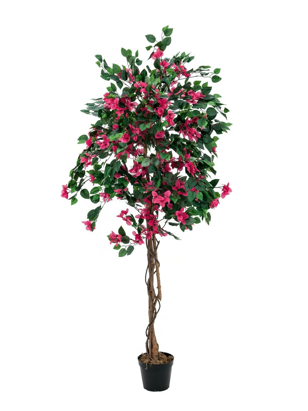 EUROPALMS Bougainvillea, red, 150cm - Split