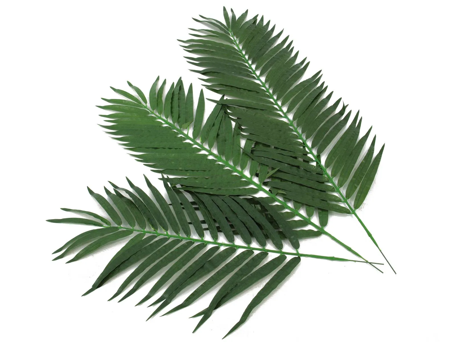 europalms coconut palm branch 80cm 12x - slika 2