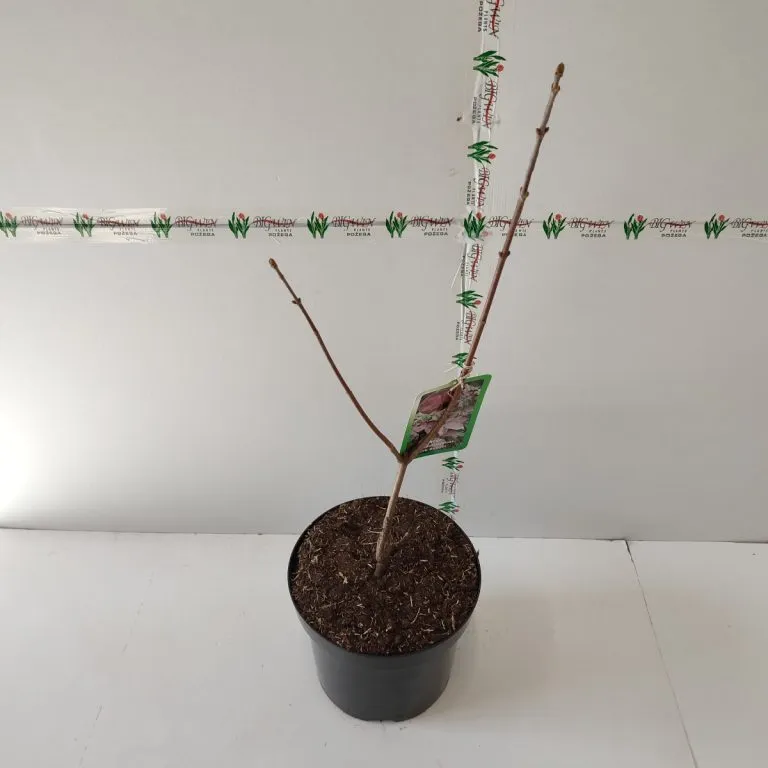acer pseu. “esk sunset” - slika 3