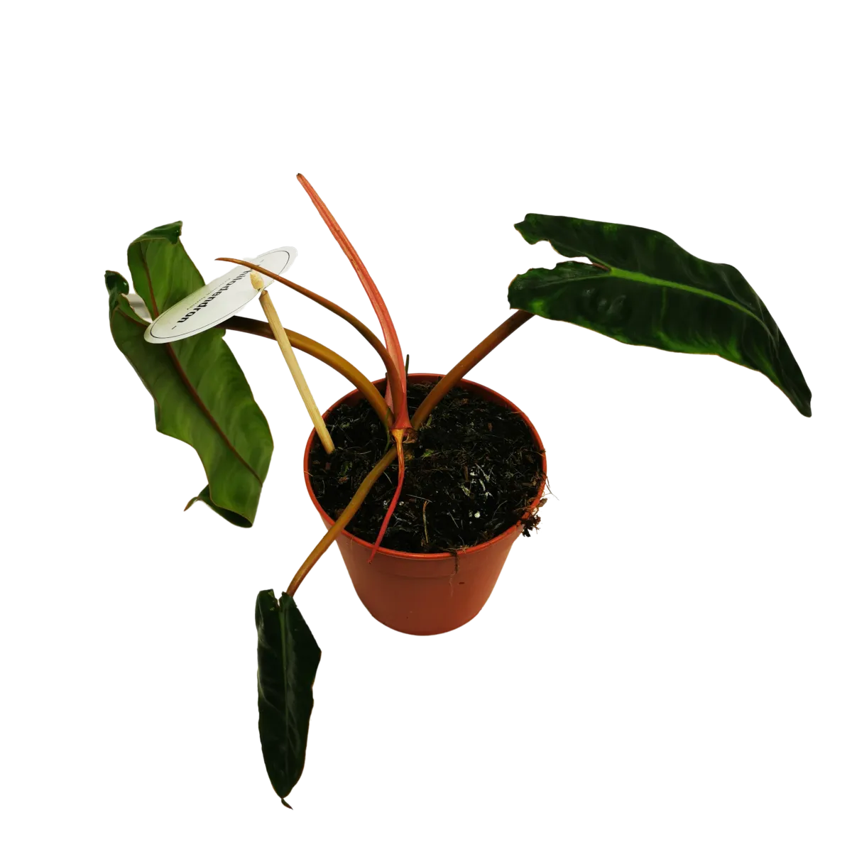 philodendron “billietiae” - slika 2