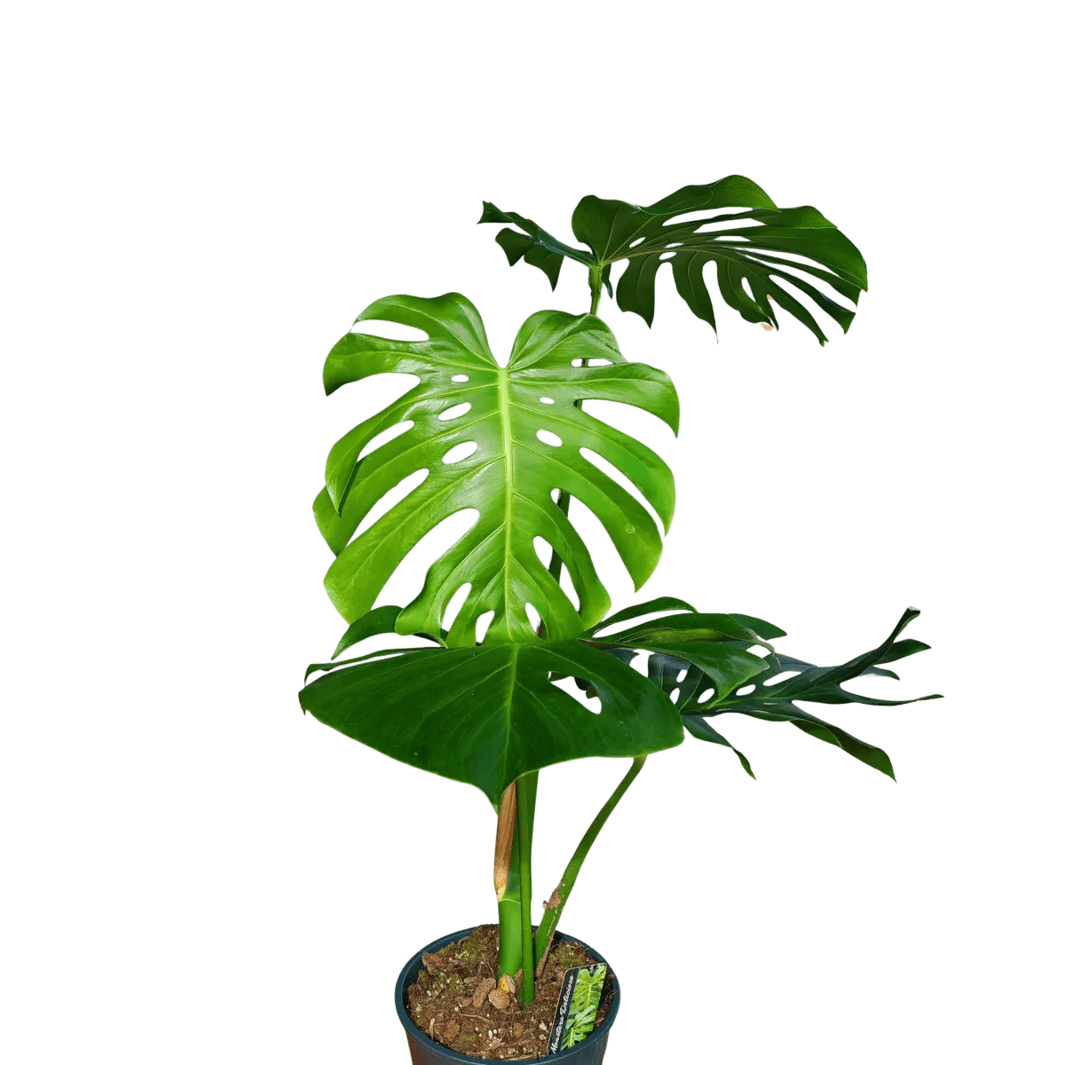 monstera deliciosa xl leaves - slika 2