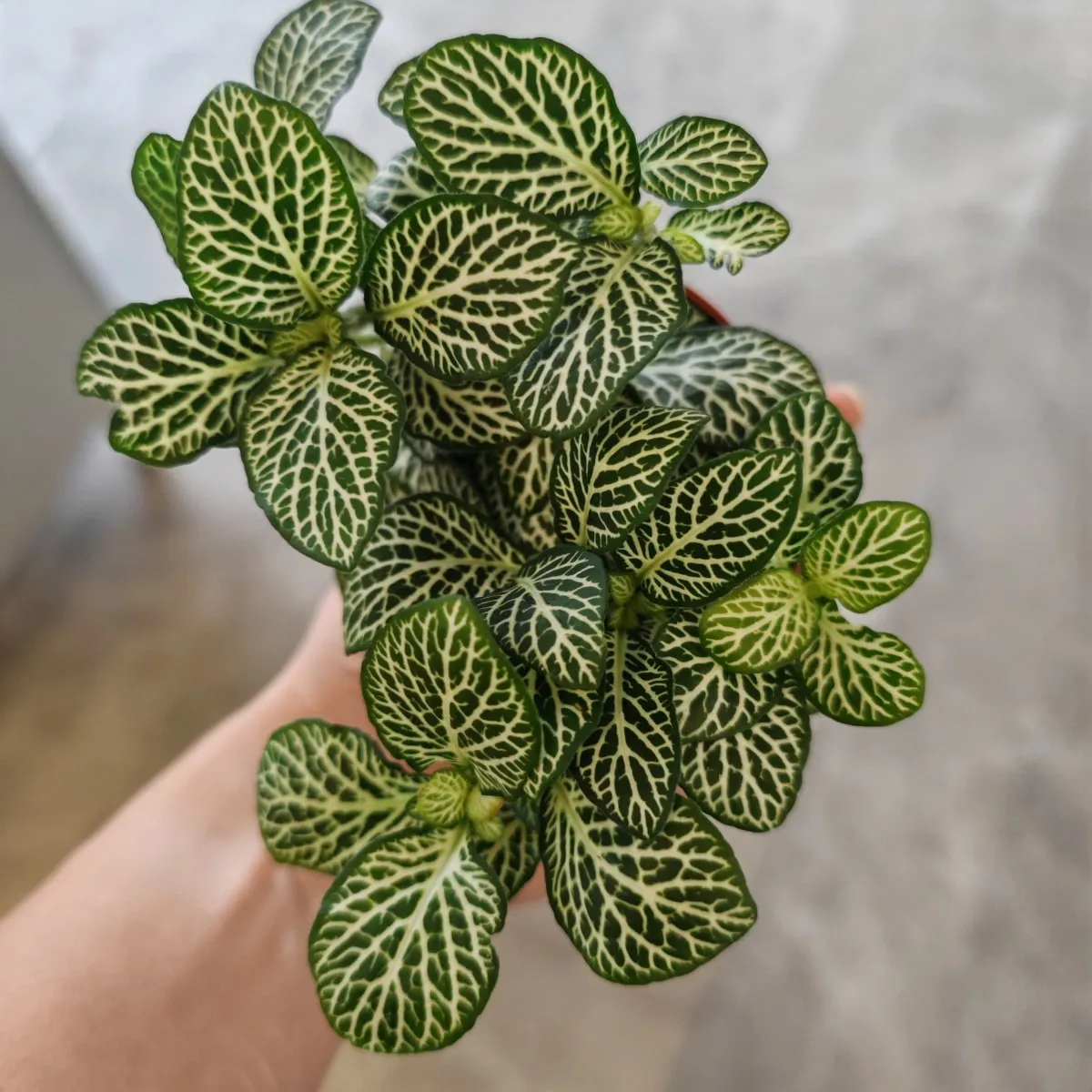 fittonia verschaffeltii - slika 6