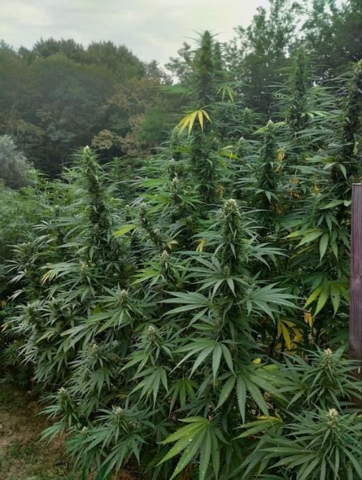 *cbg-cbd cvijet konoplje* - slika 7