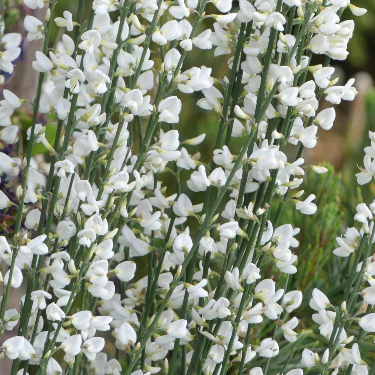 cytisus *cvatući grm* - slika 6
