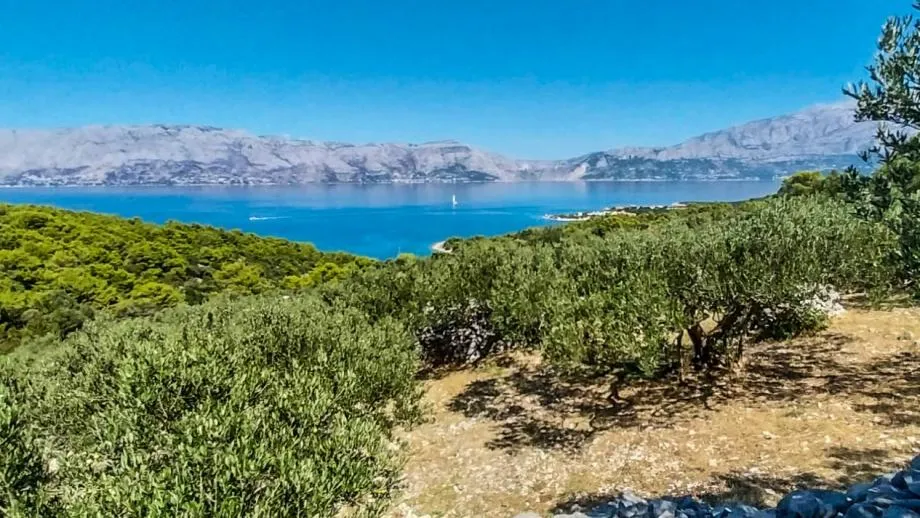 POVLJA, BRAČ – maslinik s 50 odraslih maslina s pogledom na more - Pučišća