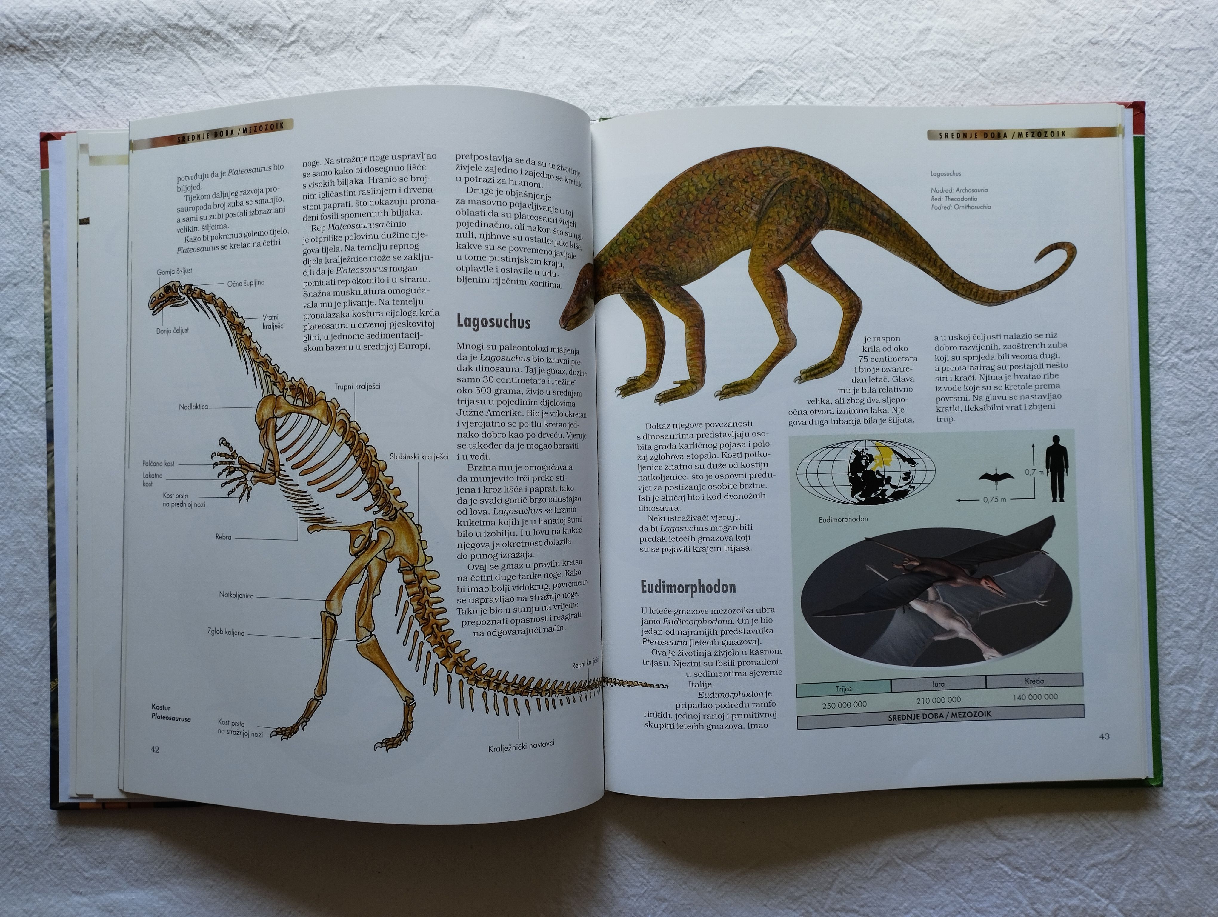 dinosauri; pronalasci - vrste - izumiranje - slika 5