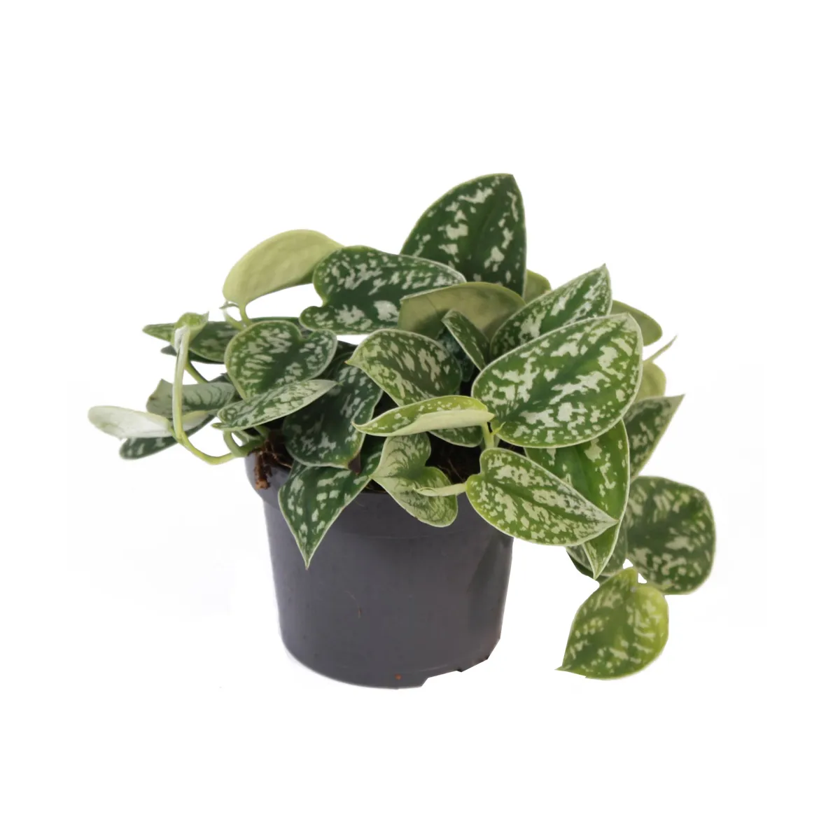 scindapsus pictus “argyraeus” - slika 3