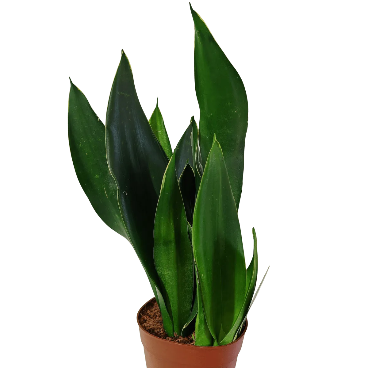 sansevieria trif “black diamond” - slika 2