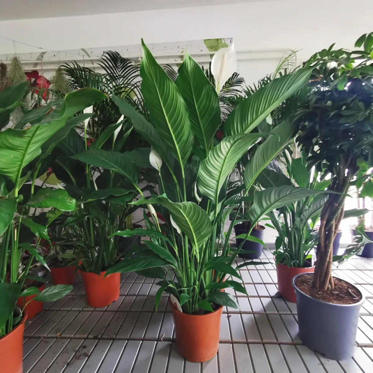 spathiphyllum “sweet sebastiano” - slika 2