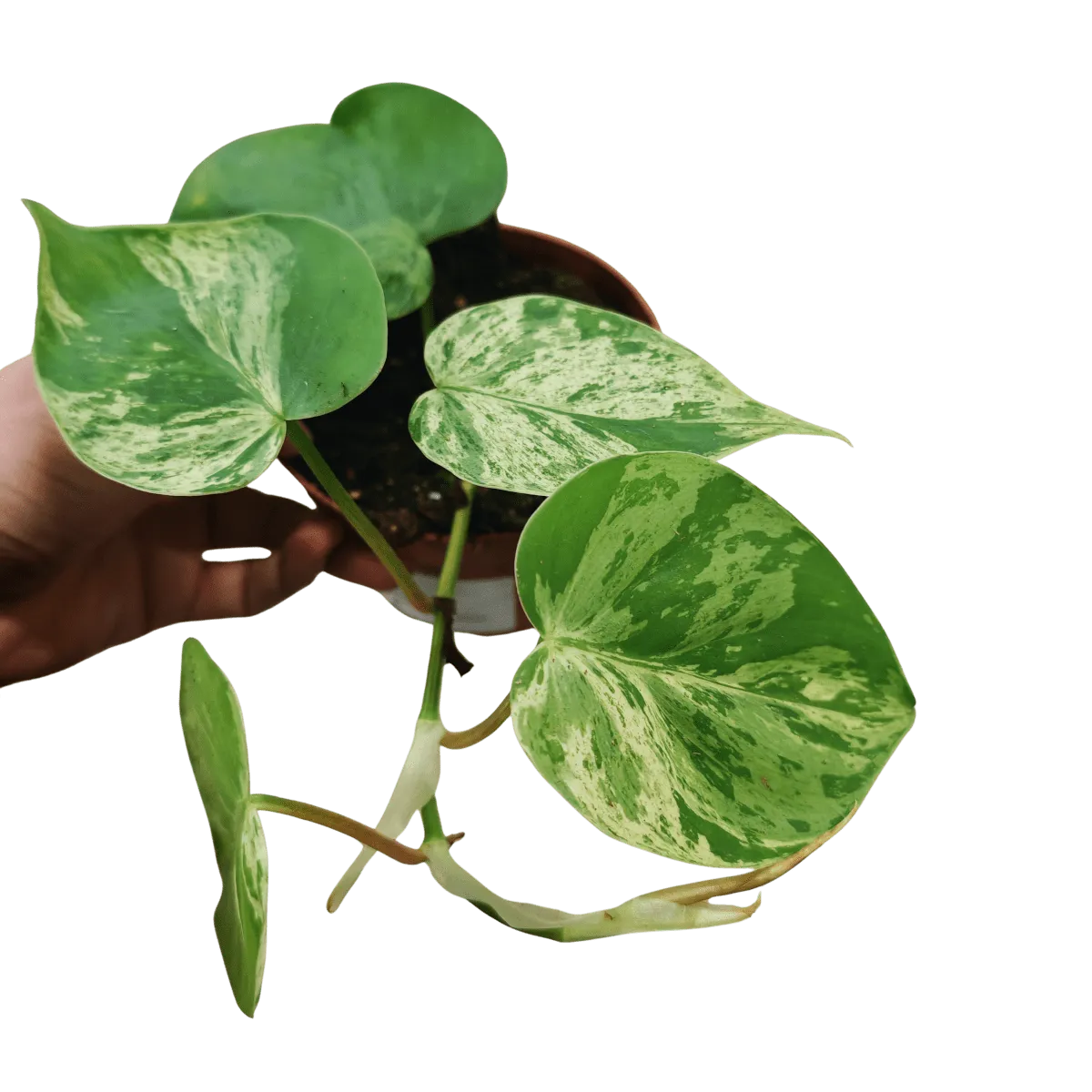 philodendron hed. “oxycardium variegata” - slika 4