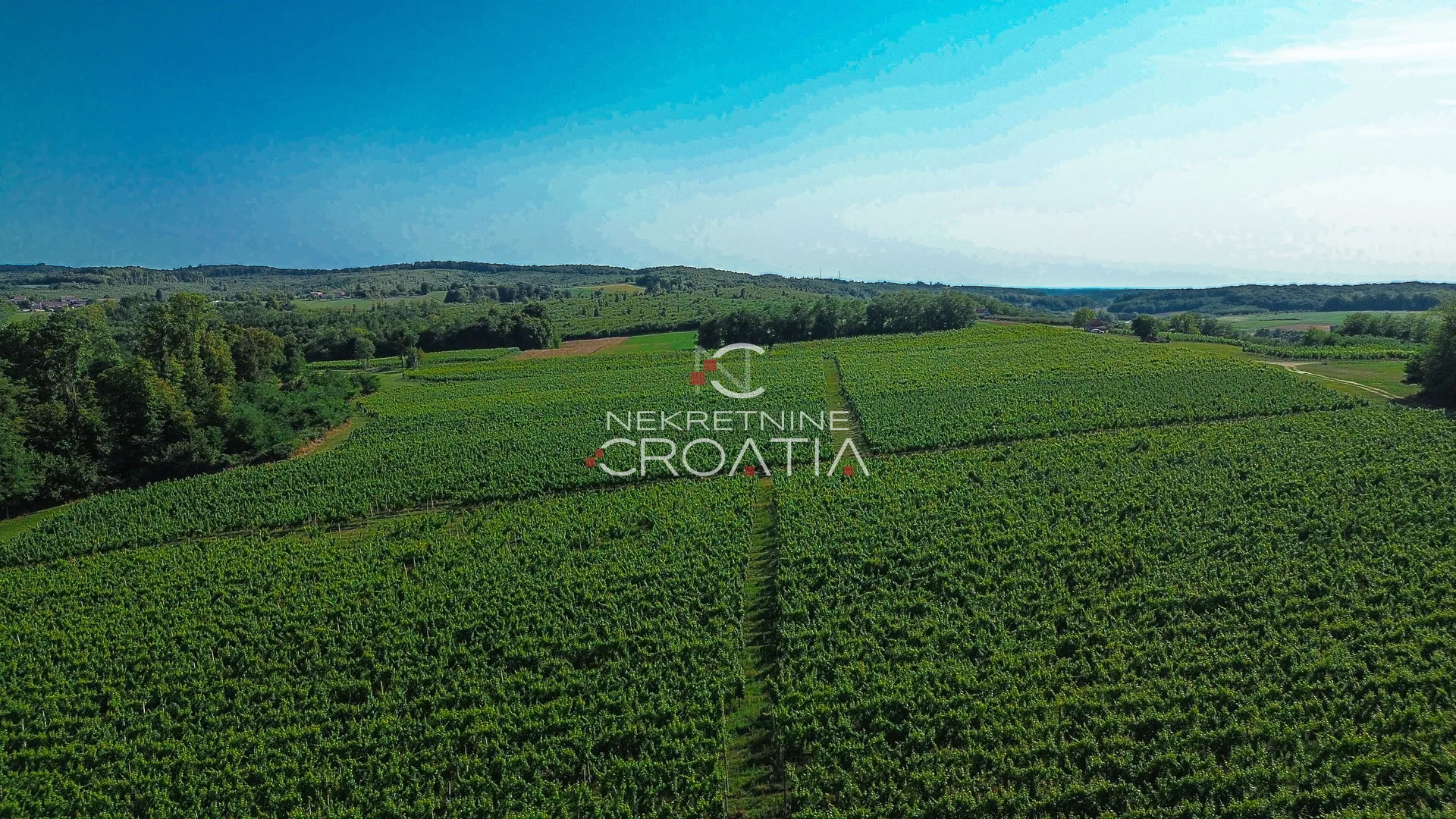prilika! 105.333 m2 vinograda, 4.75 eur/m2! - slika 11