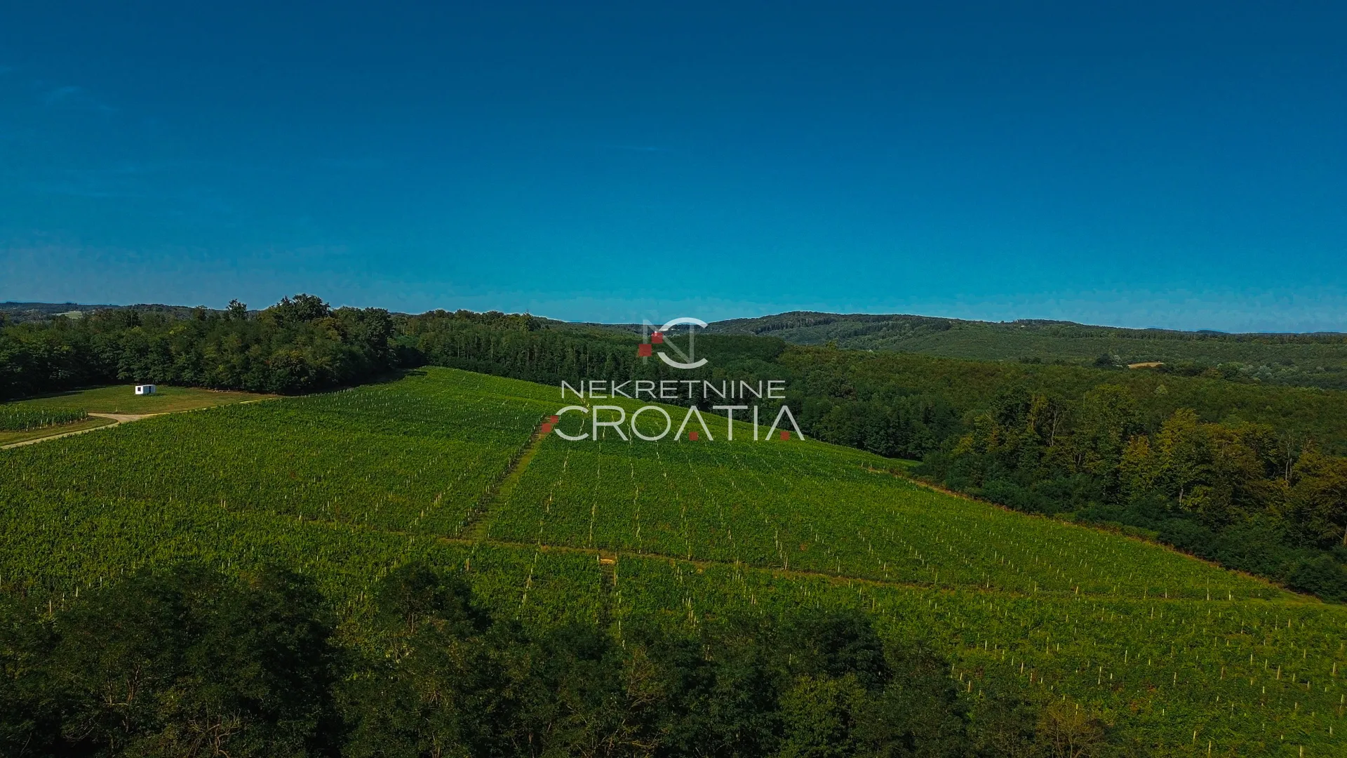 prilika! 105.333 m2 vinograda, 4.75 eur/m2! - slika 6
